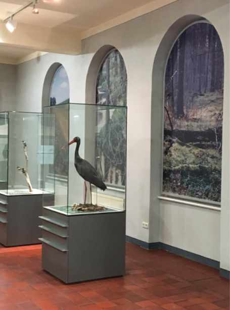 Neugestaltung Naturkundemuseum&nbsp;
Mauritianum Altenburg